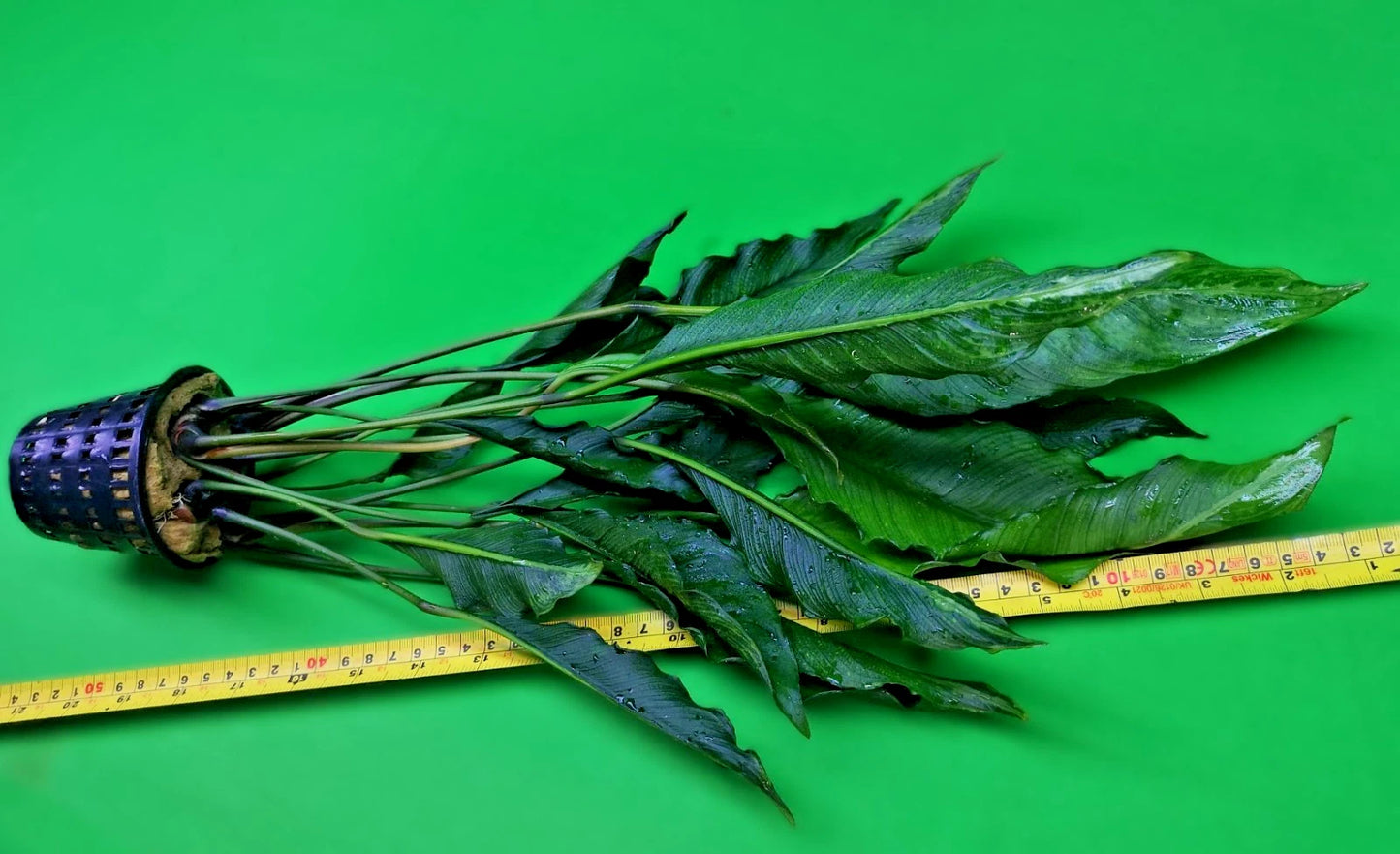 XL 35cm+ Anubias Heterophylla Supernova x 1 live Plant tropical RARE aquarium