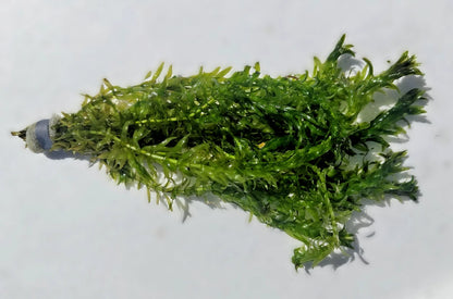XL Bunch 12 stems Elodea Densa Oxygenating Pond Aquarium Live Plants