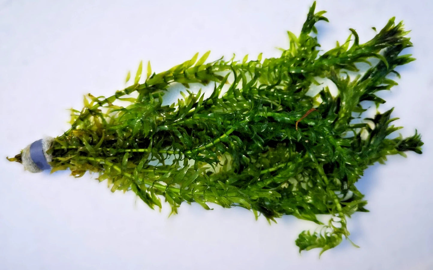 XL Bunch 12 stems Elodea Densa Oxygenating Pond Aquarium Live Plants