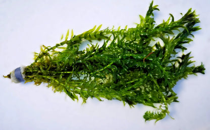 XL Bunch 12 stems Elodea Densa Oxygenating Pond Aquarium Live Plants