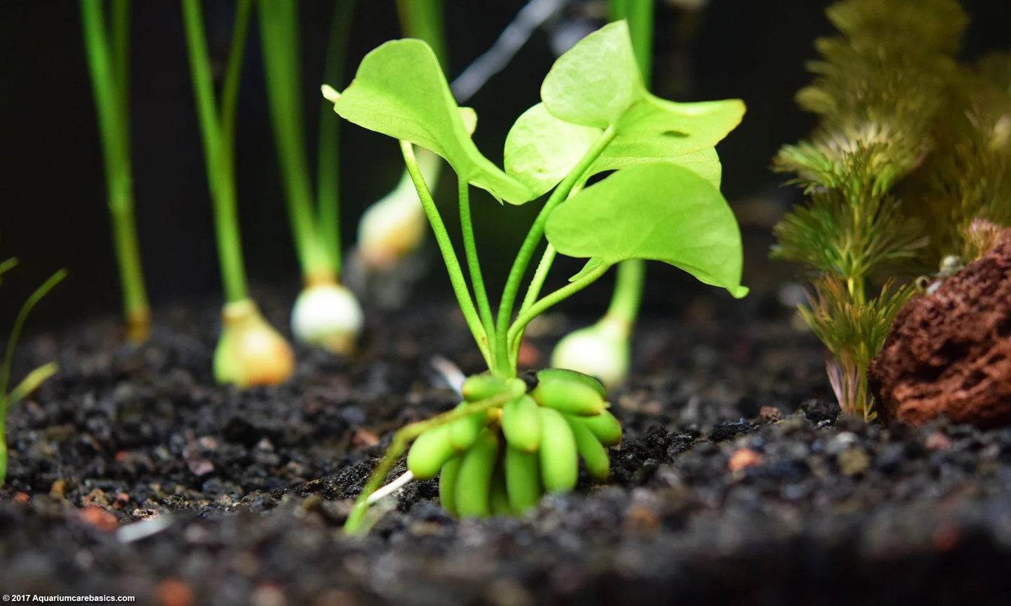 Nymphoides Aquatica Banana Lily live Plant tropical fish tank aquarium