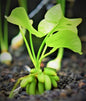 Nymphoides Aquatica Banana Lily live Plant tropical fish tank aquarium