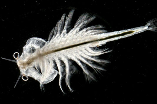 Artemia (Brine Shrimp)