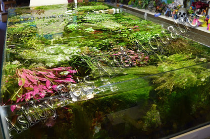 LIVE Tropical aquarium Plant MIX