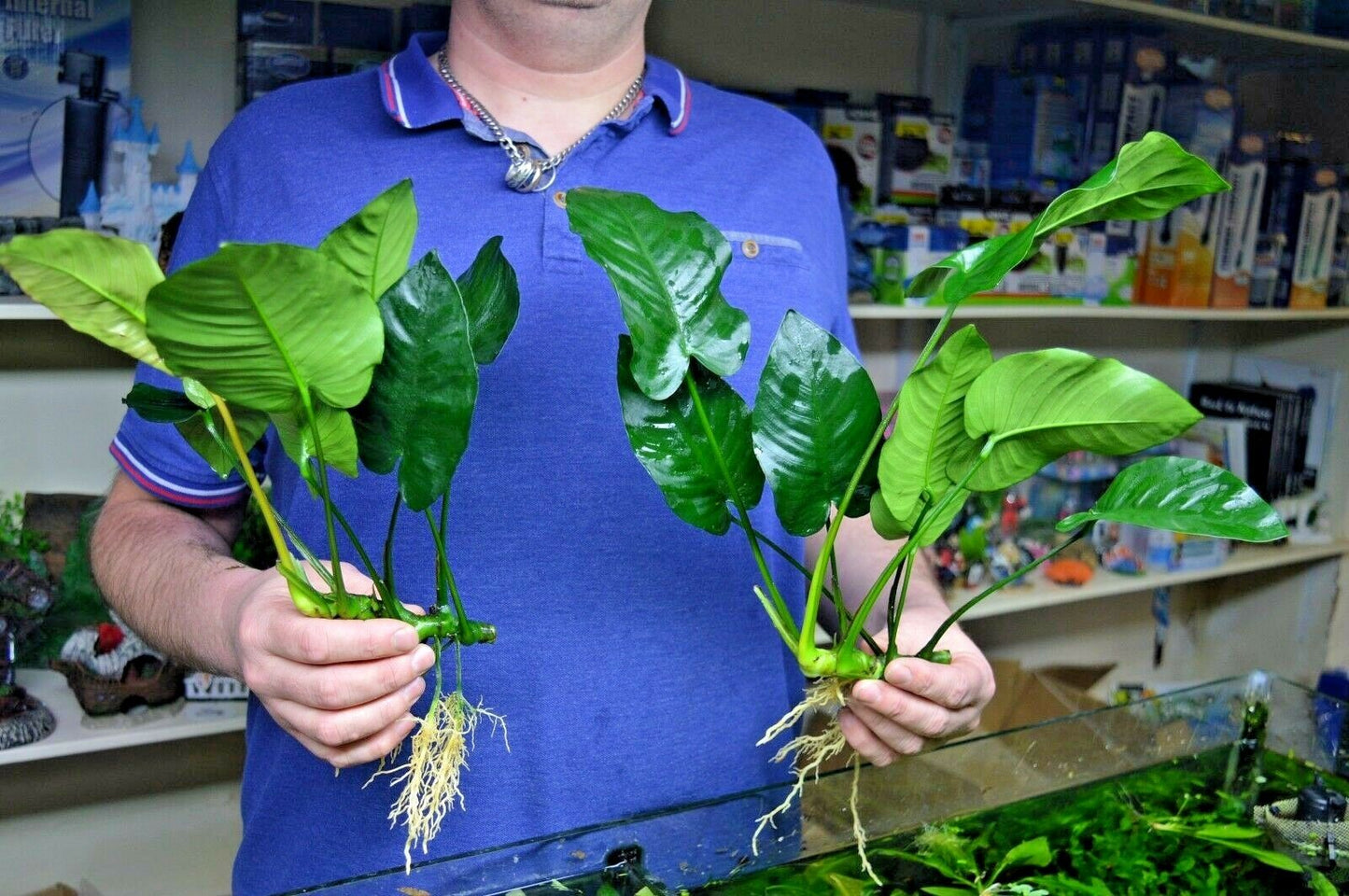 XL Anubias barteri Broad Leaf