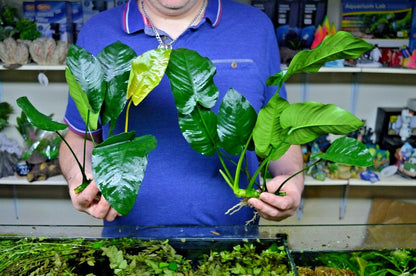 XL Anubias barteri Broad Leaf