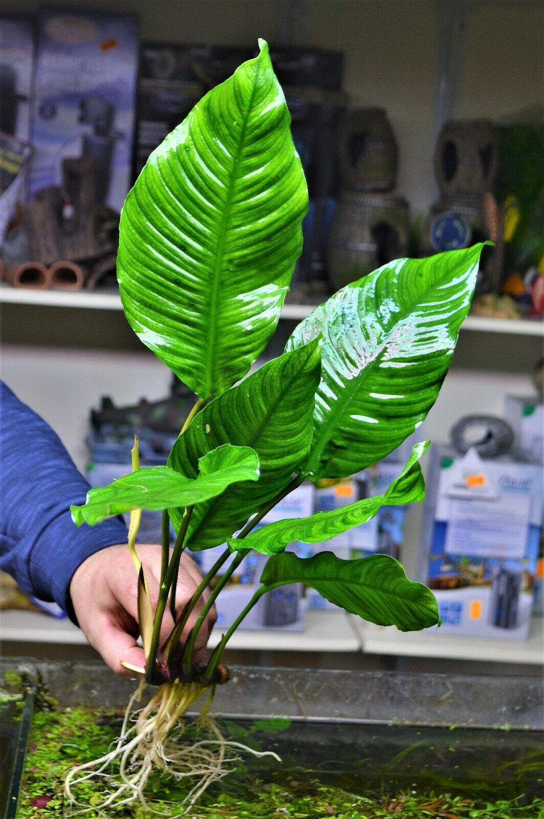 Extra Large Anubias heterophylla XL
