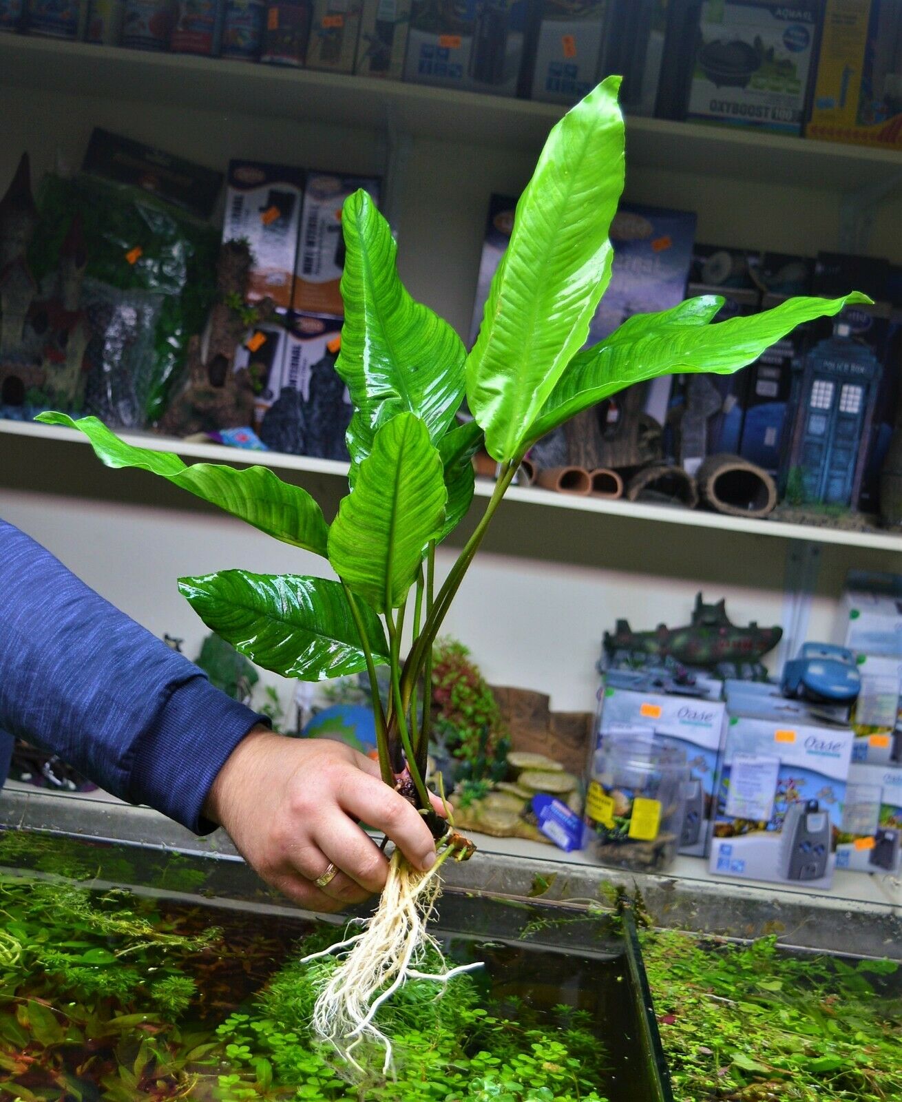 Extra Large Anubias heterophylla XL