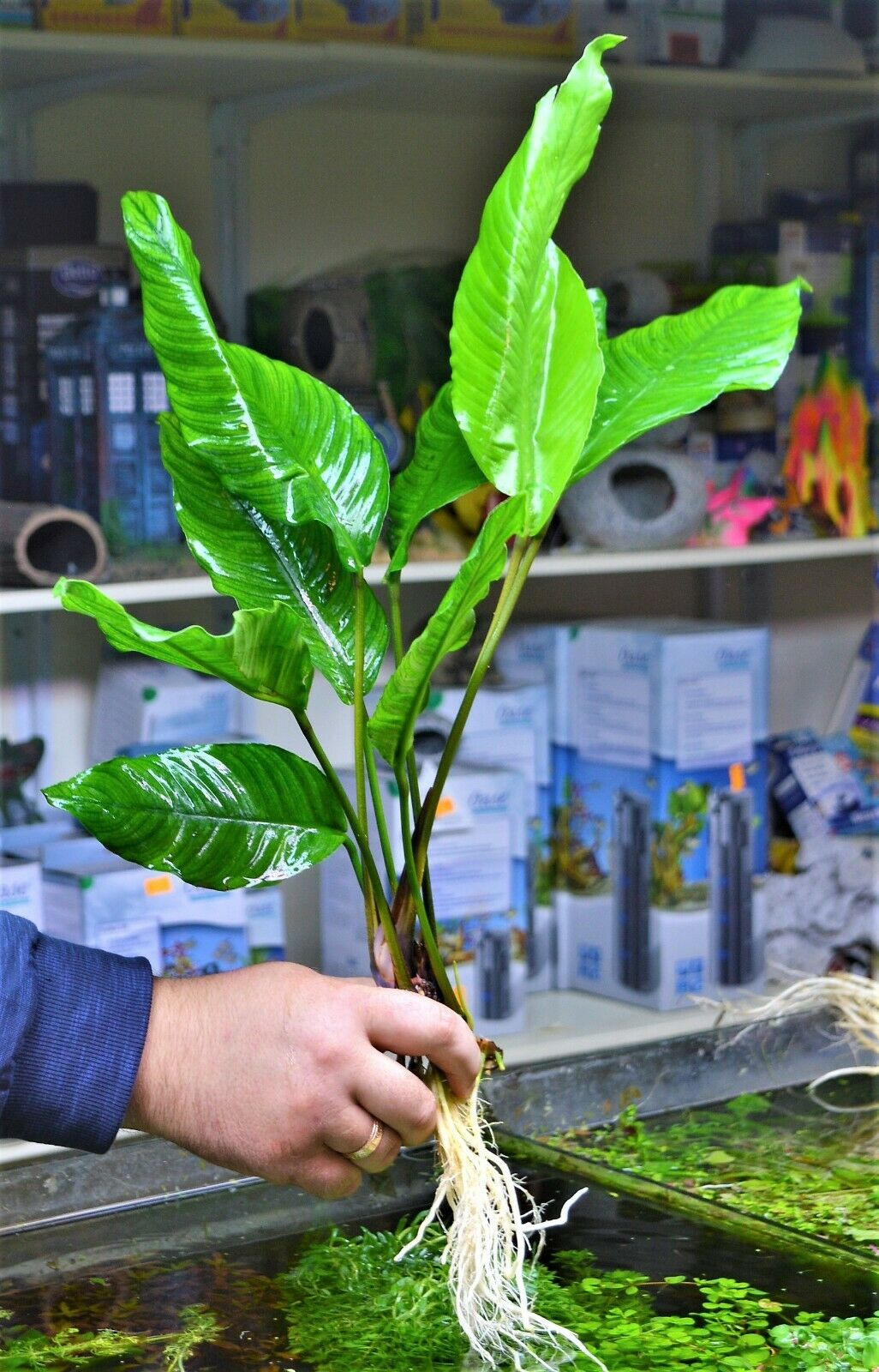 Extra Large Anubias heterophylla XL