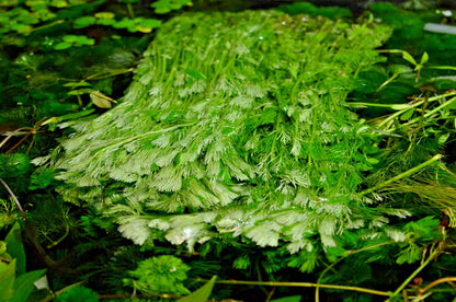 LIVE Tropical aquarium Plant MIX