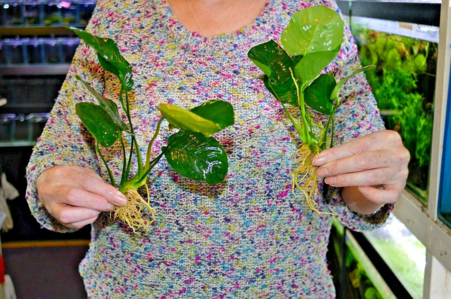 XL Anubias barteri Broad Leaf
