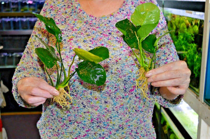 XL Anubias barteri Broad Leaf