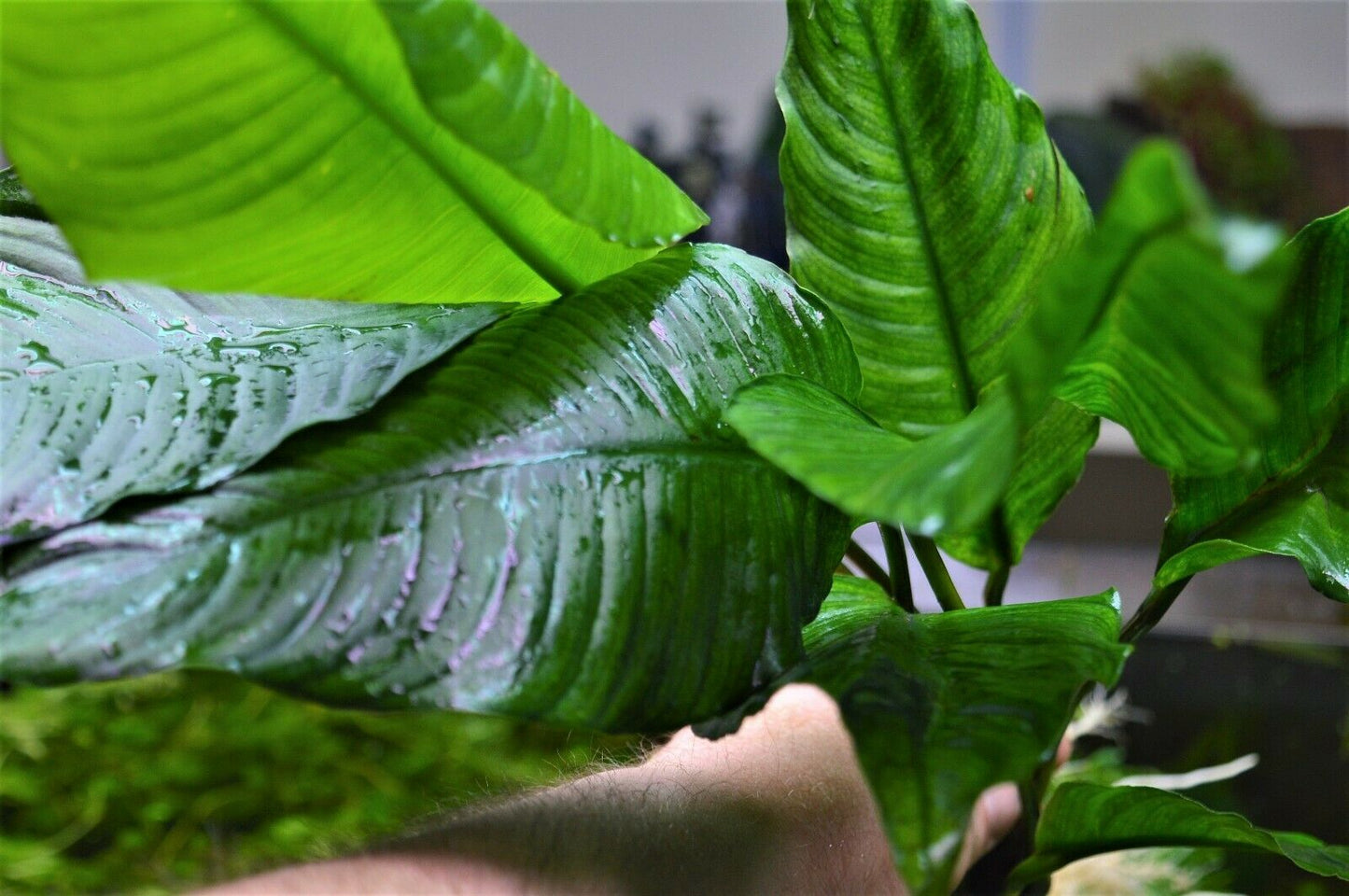 Extra Large Anubias heterophylla XL