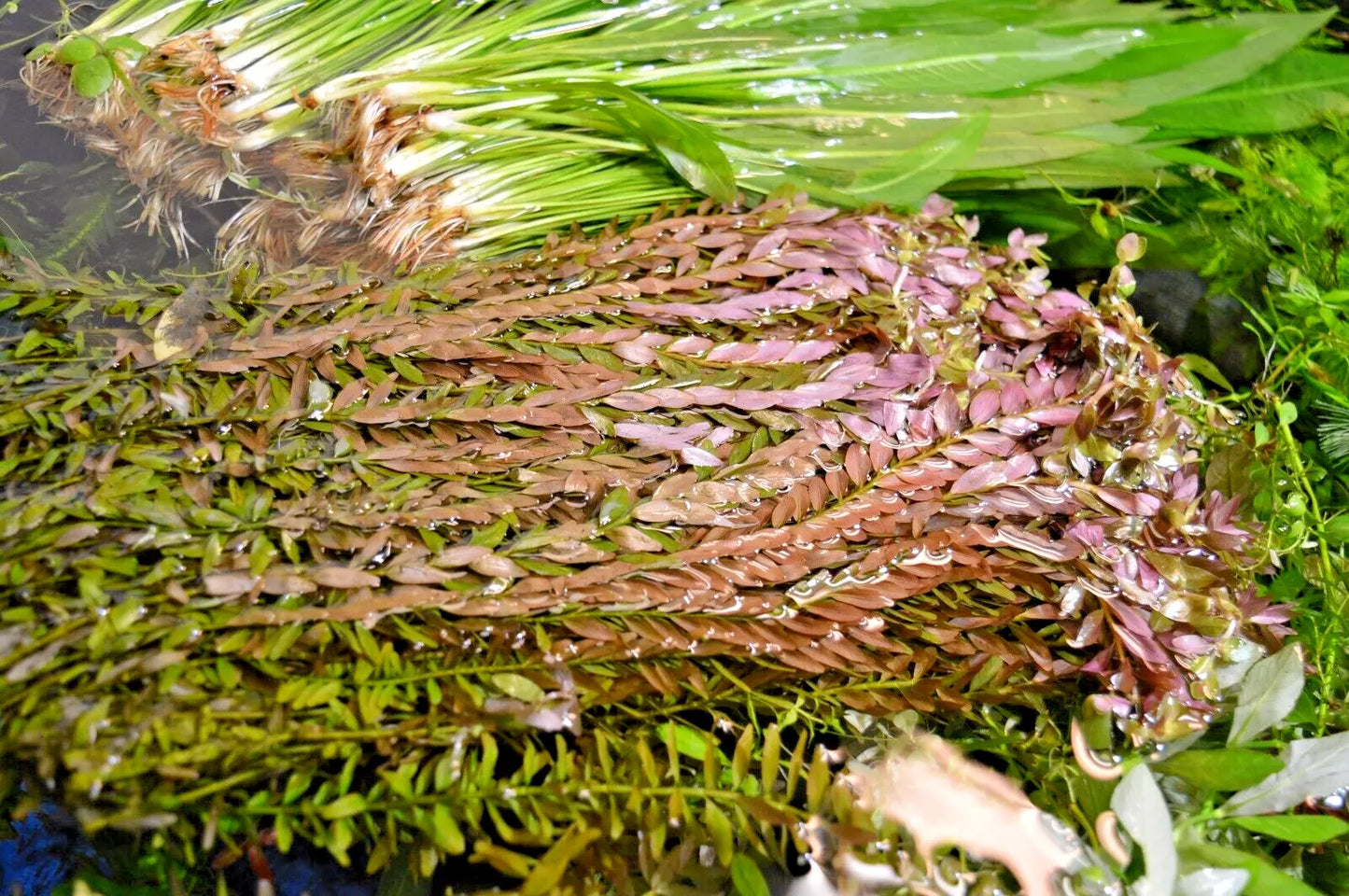 LIVE Tropical aquarium Plant MIX