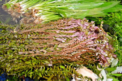 LIVE Tropical aquarium Plant MIX