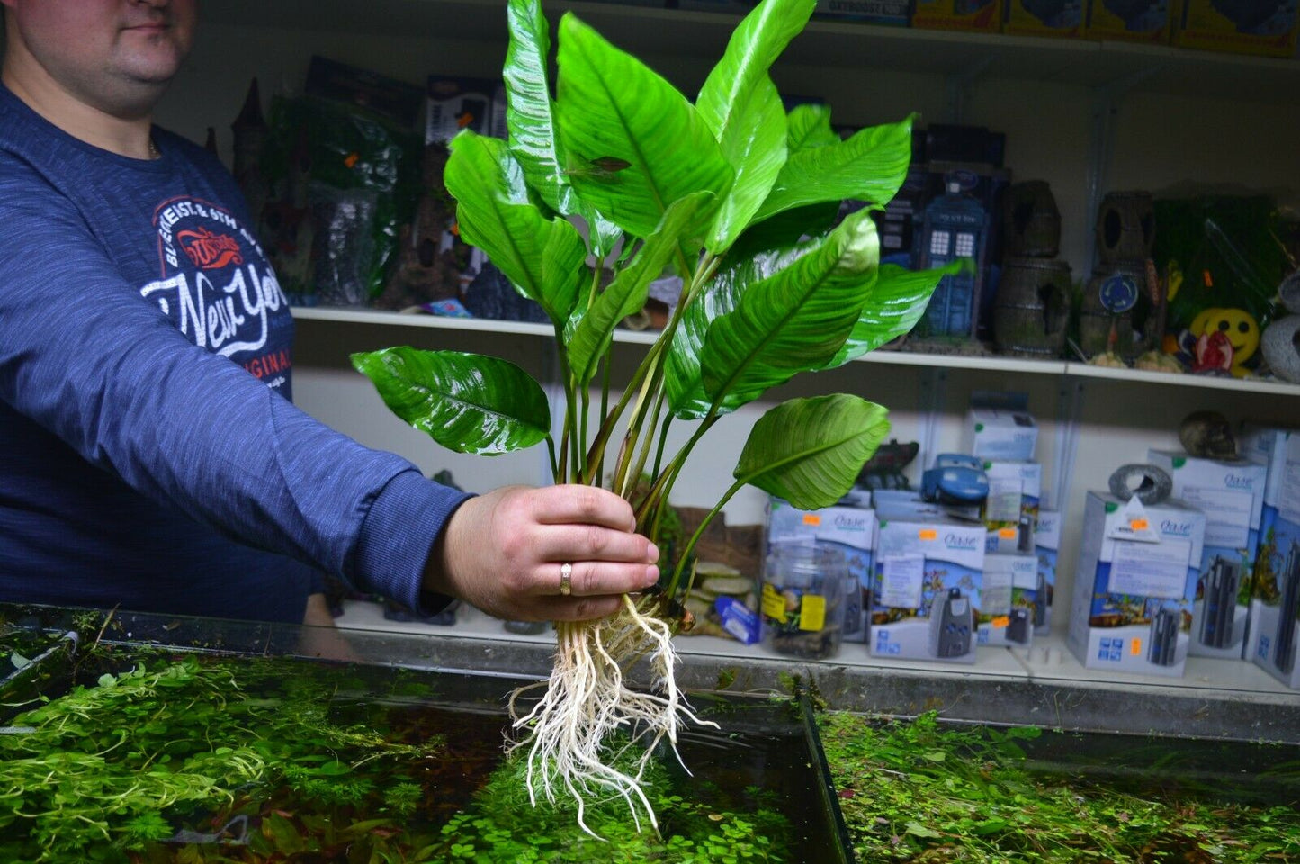 Extra Large Anubias heterophylla XL
