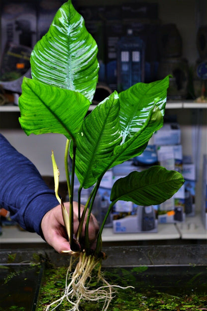 Extra Large Anubias heterophylla XL