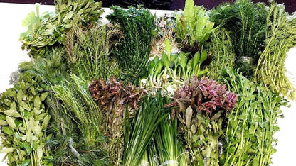 LIVE Tropical aquarium Plant MIX