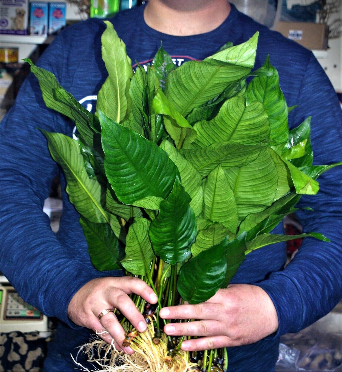 Extra Large Anubias heterophylla XL