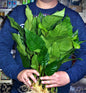 Extra Large Anubias heterophylla XL